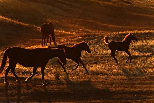 Feral Prints: Wild Mustang (Equus caballus) mares and foals