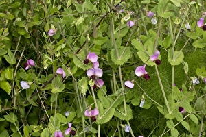 Sardinian Prints: Wild Pea (Pisum sativum ssp. elatium) flowering