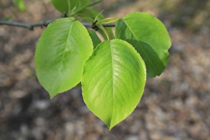 Wild Pear (Pyrus pyraster) close-up of leaves, growing in woodland, Vicarage Plantation, Mendlesham, Suffolk, England