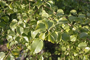Pears Prints: Wild Pear (Pyrus pyraster) close-up of leaves