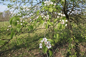 Pears Prints: Wild Pear (Pyrus pyraster) flowering