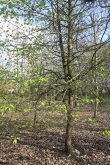 Pears Prints: Wild Pear (Pyrus pyraster) habit