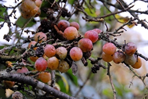Plums Prints: Wild Plum (Prunus domestica) late-fruiting