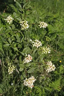 Wild Privet (Ligustrum vulgare) close-up of flowers and leaves, growing in valley fen reserve, Market Weston Fen