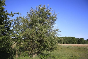 Wild Privet (Ligustrum vulgare) habit, growing in valley fen reserve habitat, Market Weston Fen, Market Weston