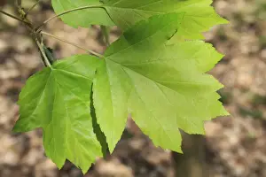 Wild Service Tree (Sorbus torminalis) close-up of leaves, growing in woodland, Vicarage Plantation, Mendlesham