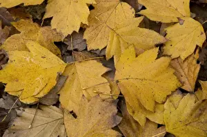 Floor Prints: Wild Service Tree (Sorbus torminalis) fallen leaves in deciduous woodland