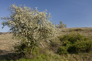 Pears Prints: Wild Spiny Pear (Pyrus spinosa) habit, flowering, Gargano Peninsula, Apulia, Italy, april