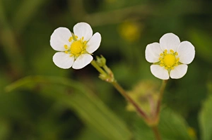 Rosaceae Prints: Wild Strawberry (Fragaria vesca) close-up of flowers