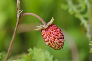 Rosaceae Prints: Wild Strawberry (Fragaria vesca) close-up of fruit