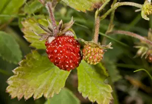 Wild Strawberry (Fragaria vesca) close-up of ripe and ripening fruit, Hampshire, England, July