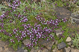 Orkney Prints: Wild Thyme (Thymus serpyllum) flowering, growing on coastal cliff, Orkney, Scotland, june