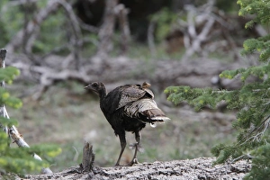 Wild Prints: Wild Turkey, female southwestern race, Utah USA