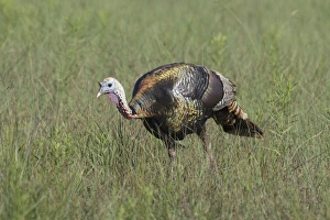 Wild Turkey (Meleagris gallopavo) adult male, foraging in grassland, Aransas National Wildlife Refuge, San Antonio Bay