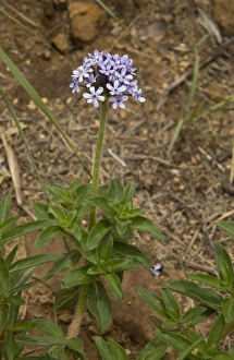 South Africa Prints: Wild Verbena (Pentanisia prunelloides) flowering, growing in grassland, Royal Natal N. P