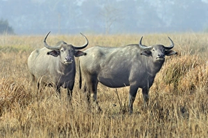India Prints: Wild Water Buffalo (Bubalus arnee) two adult females