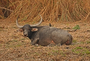 Wild Prints: Wild Water Buffalo (Bubalus arnee fulvus) adult