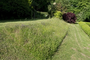 Bank Prints: Wildflower bank in garden with self-heal