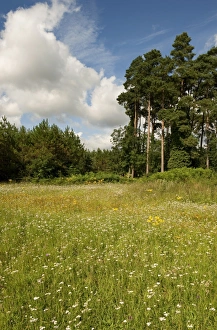Brecklands Prints: Wildflower meadow in breckland habitat, Thetford Heath Reserve, Norfolk, England, august