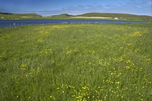 Wildflowers at edge of freshwater loch, Loch Spiggie, Loch Spiggie RSPB Reserve, Mainland, Shetland Islands, Scotland