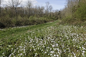 Trail Prints: Wildflowers flowering beside path through woodland habitat