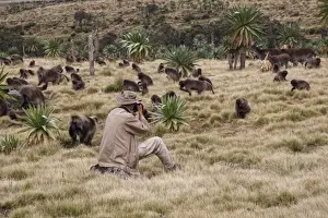Photography Prints: Wildlife photographer taking photos of Gelada (Theropithecus gelada) troop and Walia Ibex (Capra walie) herd