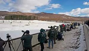 Photography Prints: Wildlife photographers taking photos of Japanese Red-crowned Crane (Grus japonensis) flock in snow