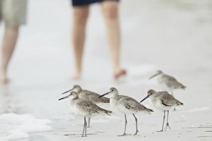 Walkers Prints: Willet (Catoptrophorus semipalmatus) adults