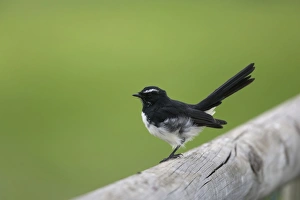 Willie Wagtail (Rhipidura leucophrys) adult, perched on fence, Kangaroo Island, South Australia, Australia, February