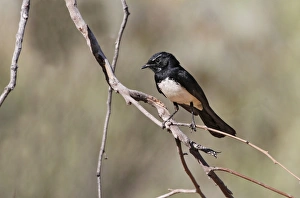 Willie Wagtail (Rhipidura leucophrys) adult, perched on twig, Uluru-Kata Tjuta N. P