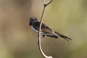 Willie Wagtail (Rhipidura leucophrys) adult, perched on twig, Kakadu N. P. Northern Territory, Australia