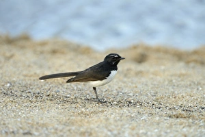 Willie Wagtail (Rhipidura leucophrys) adult, standing on sandy beach, Queensland, Australia, November