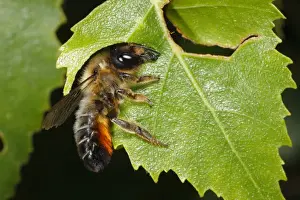 Willoughby's Leafcutter Bee (Megachile willughbiella) adult, cutting disc from Birch (Betula sp. ) leaf, Snailbeach, Shropshire, England, july