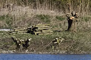 Coppicing Prints: Willow coppicing is a traditional method of woodland management which takes advantage of the fact that many trees make