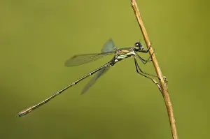 Odonata Prints: Willow Emerald Damselfly (Chalcolestes viridis) adult male