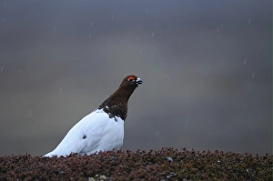 Taiga Prints: Willow Grouse (Lagopus lagopus) adult male