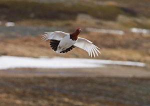Willow Grouse (Lagopus lagopus) adult male, breeding plumage, in display flight, Northern Norway, June