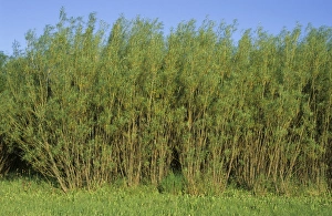Willow Prints: Willow (Salix sp. ) biomass withy crop, in young leaf, Sweden