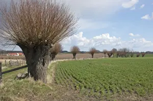 Willow Prints: Willow (Salix sp. ) pollarded trees at edge of arable field, Skane, Sweden, spring