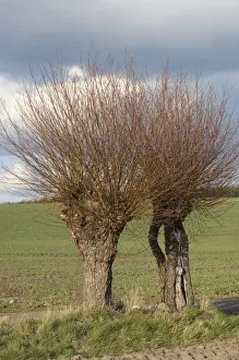 Willow (Salix sp. ) pollarded trees at edge of arable field, Skane, Sweden, spring
