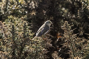 Willow Prints: Willow Warbler on Gorse