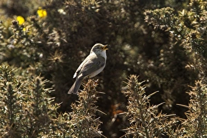 Willow Prints: Willow Warbler on Gorse singing