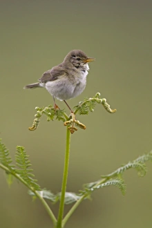 Singing Prints: Willow Warbler (Phylloscopus trochilus) adult