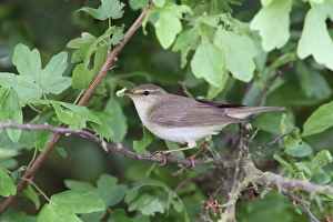 Willow Warbler (Phylloscopus trochilus) adult, with caterpillar in beak, perched on branch in hedgerow, Leicestershire, England, may