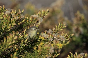 Willow Warbler (Phylloscopus trochilus) adult, on autumn migration, perched on bush, Portugal, October