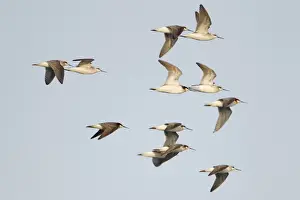 Phalaropes Prints: Wilsons Phalarope (Phalaropus tricolor) adult males and females