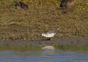 Wildlife Trust Prints: Wilsons Phalarope (Phalaropus tricolor) juvenile