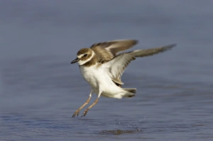 Plovers Prints: Wilson's Plover (Charadrius wilsonia) adult