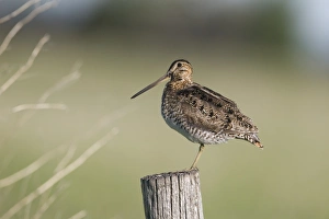 Wilsons Snipe (Gallinago delicata) adult, standing on post, North Dakota, U. S. A. June
