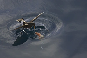 Wilson's Storm-petrel (Oceanites oceanicus) adult, in flight, feeding in sheltered bay, Neko Harbour, Antarctic Peninsula, Antarctica